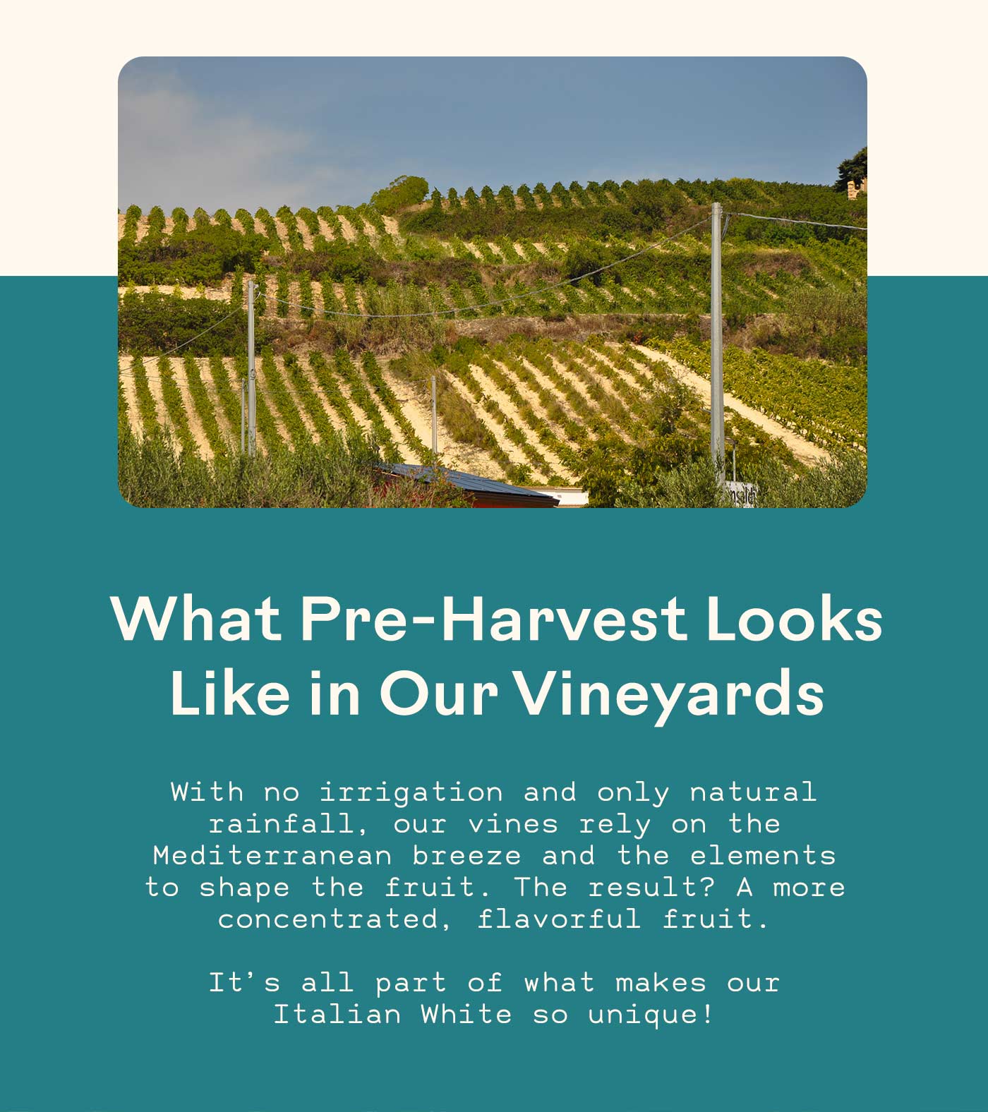 what pre-harvest looks like in our vineyards