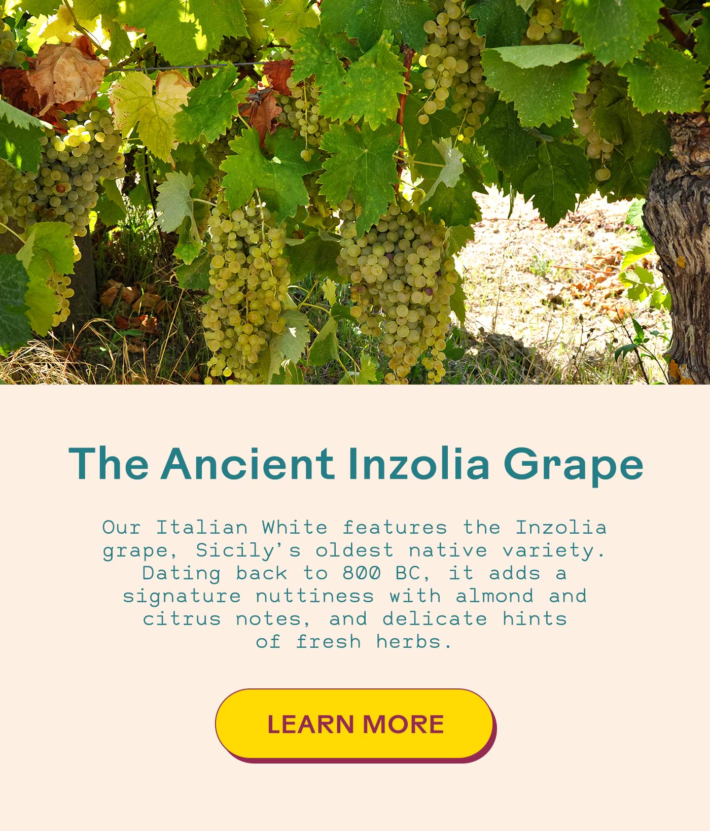 The Ancient Inzolia Grape