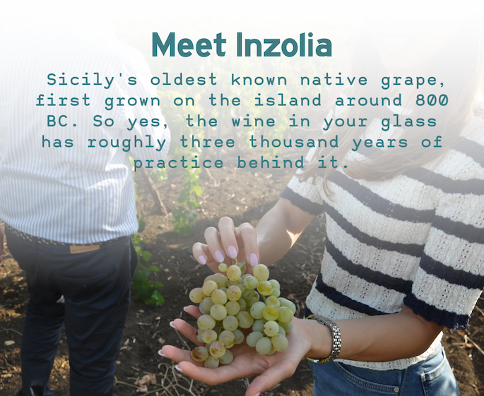 Inzolia Grapes