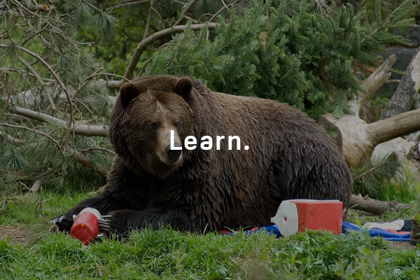 5 Ways to Stop Bears From Eating Your Food in Camp