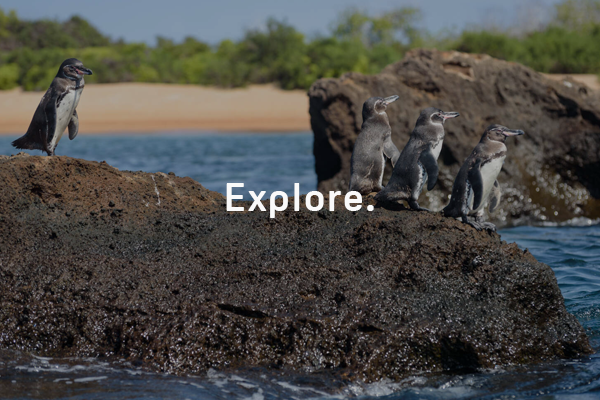 Now Is the Best Time to Visit the Galápagos Islands