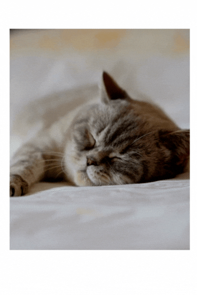 SHOP PILLOWTEX ITEMS