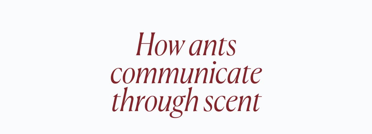 How ants communicate through scent