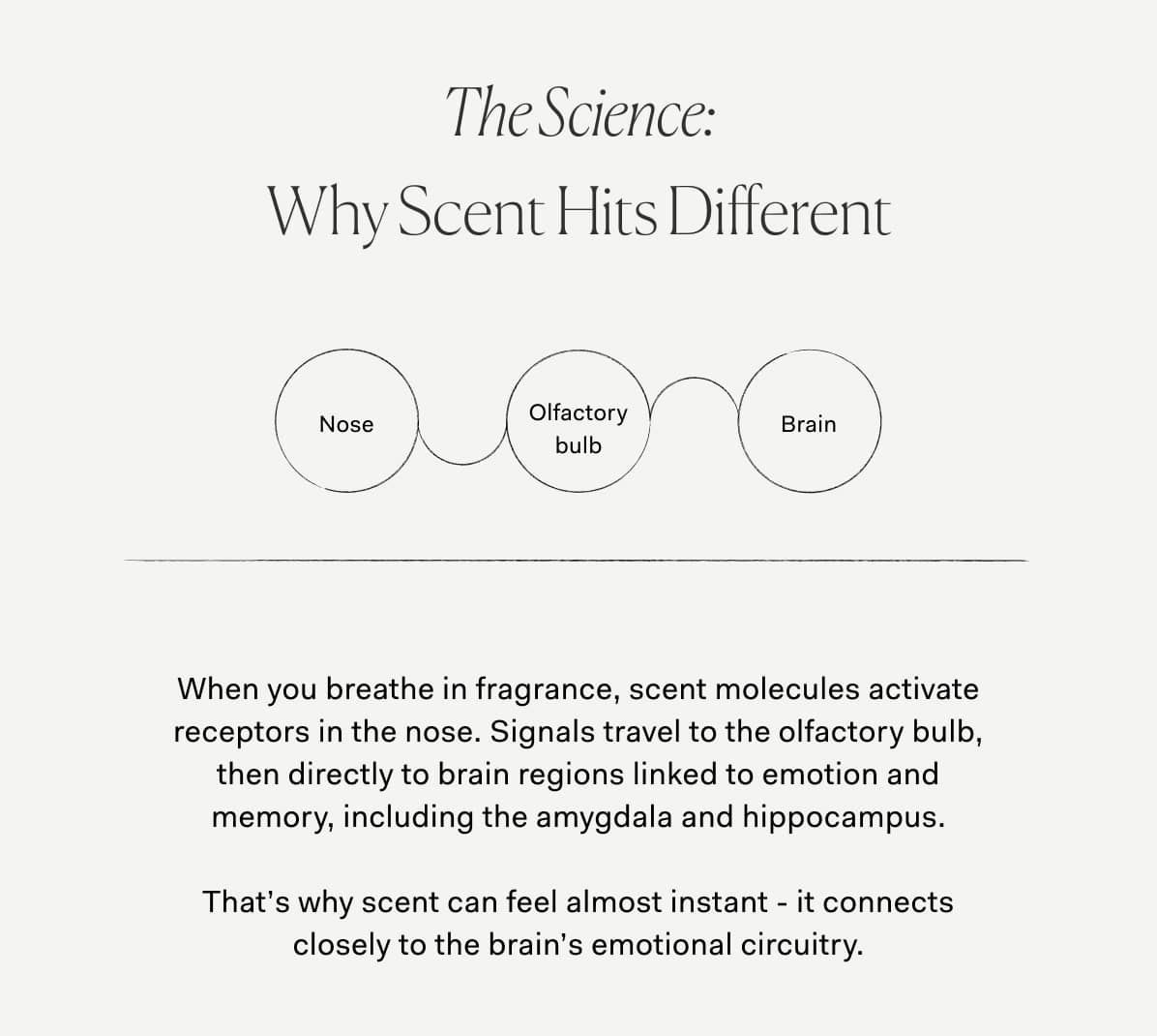 The Science: Why Scent Hits Different | When you breathe in fragrance, scent molecules activate receptors in the nose. Signals travel to the olfactory bulb, then directly to brain regions linked to emotion and memory, including the amygdala and hippocampus.  That’s why scent can feel almost instant - it connects closely to the brain’s emotional circuitry.
