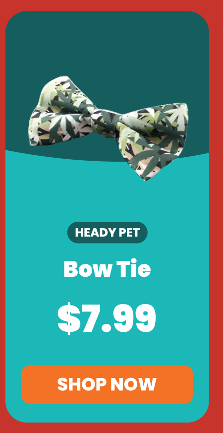 Bow Tie