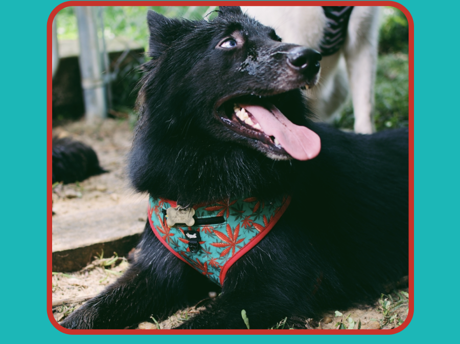 SESH-WORTHY COLLARS, LEASHES, BOWTIES, AND MORE