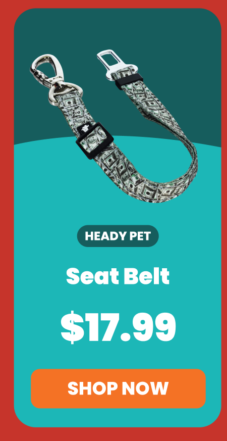 Seat Belt