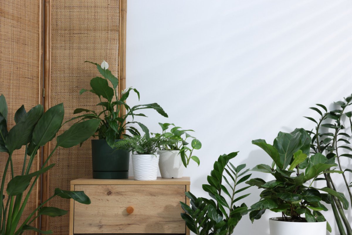 A freshly repotted tropical houseplant thriving in a bright well-lit indoor room