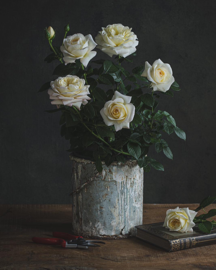 Martha - Roses from Peter Beales Roses UK