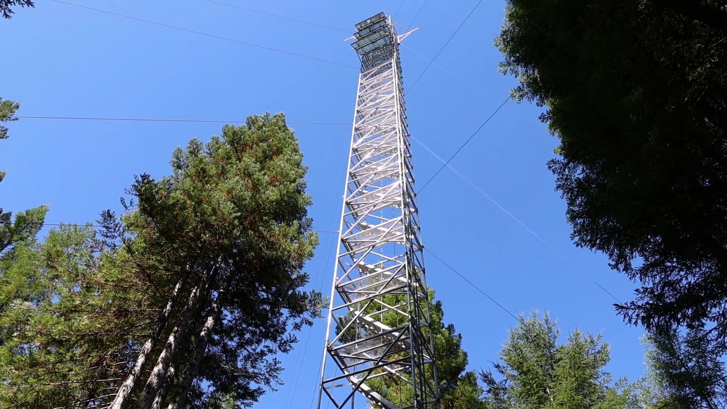 Redwood Forest Observatory