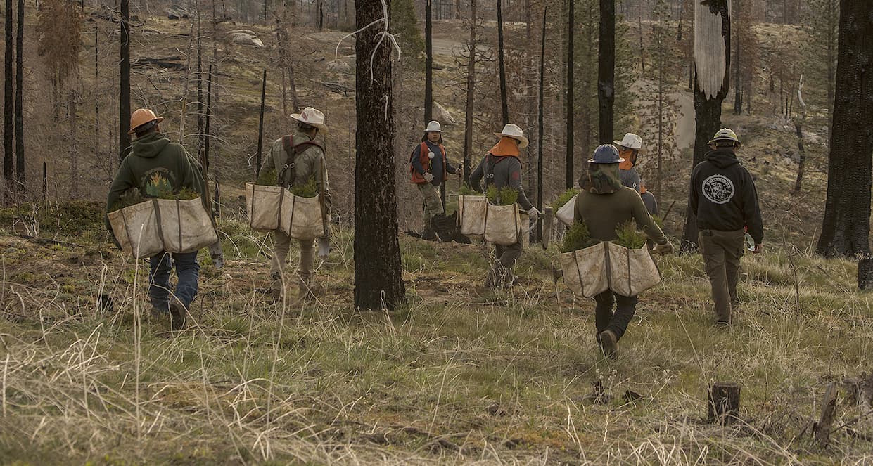 Reforestation