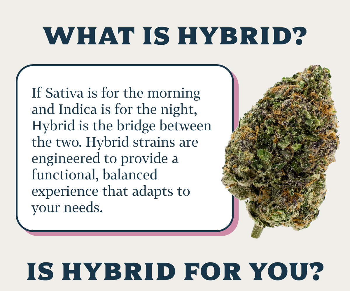 What is Hybrid?   If Sativa is for the morning and Indica is for the night, Hybrid is the bridge between the two. Hybrid strains are engineered to provide a functional, balanced experience that adapts to your needs.