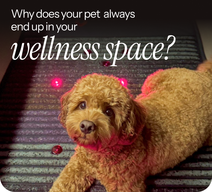 Why does your pet always end up in your wellness space?