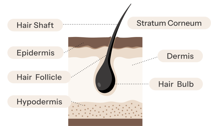 Hair follicle cross-section: hair shaft, stratum corneum, epidermis, dermis, hair follicle, hair bulb, hypodermis