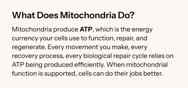 What Does Mitochondria Do?