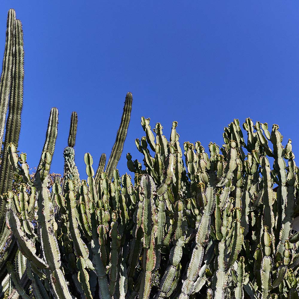 Desert nature