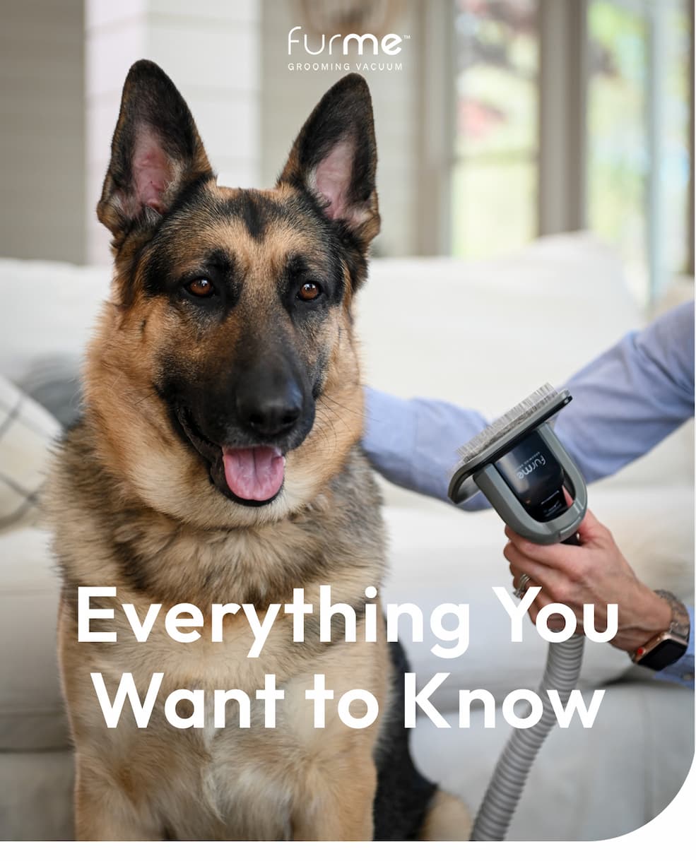 Everything You Need to Know