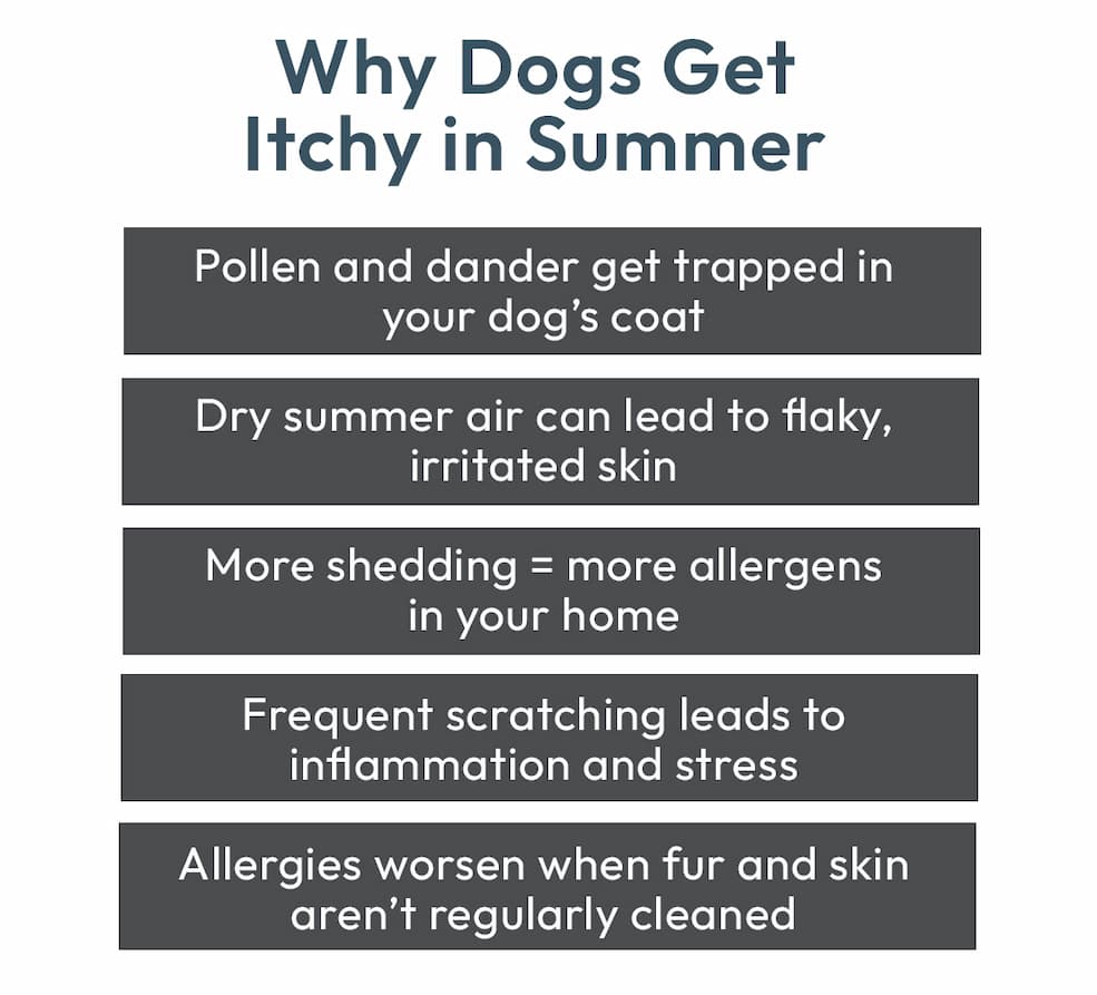 Why Dogs get Itchy