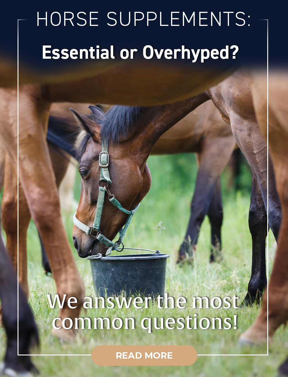 Horse Supplements: Essential or Overhyped? 