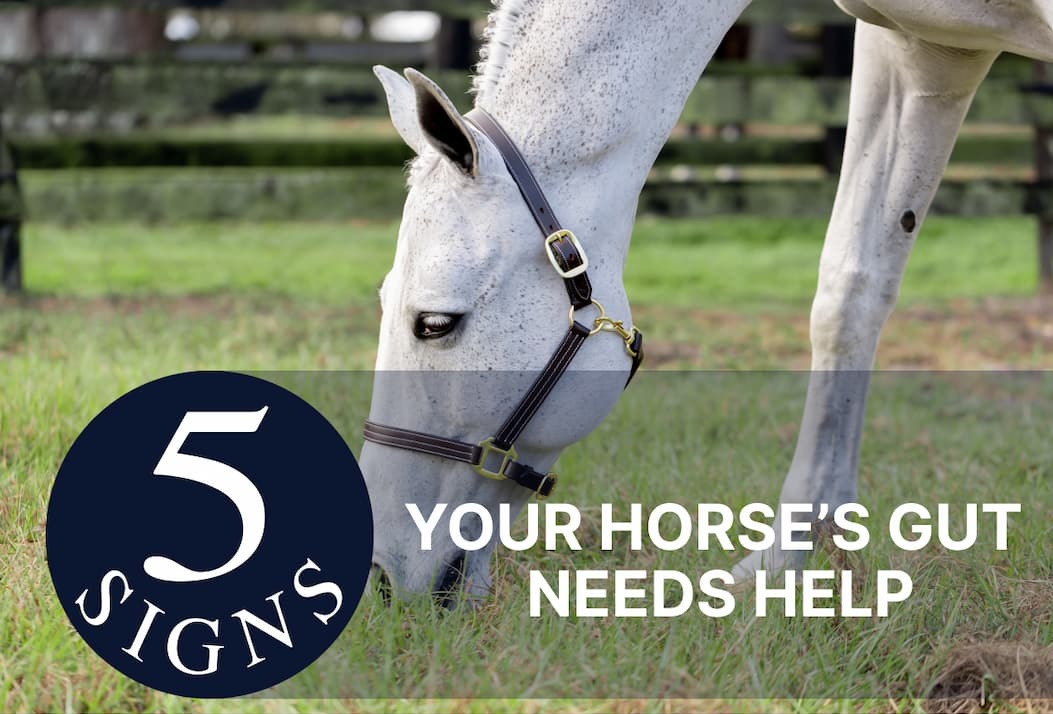 5 Signs Your Horse's Gut Needs Help