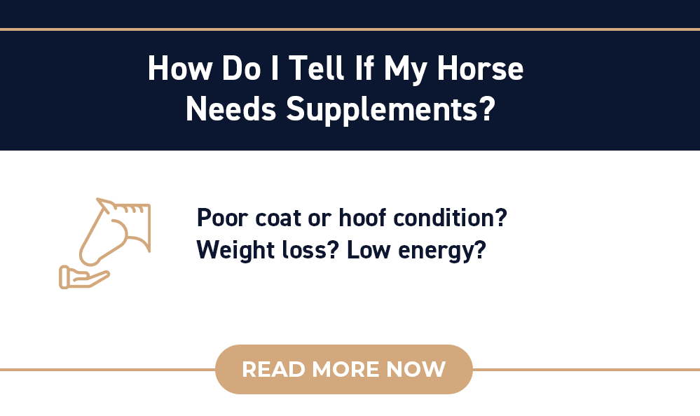 How Do I Tell If My Horse Needs Supplements?