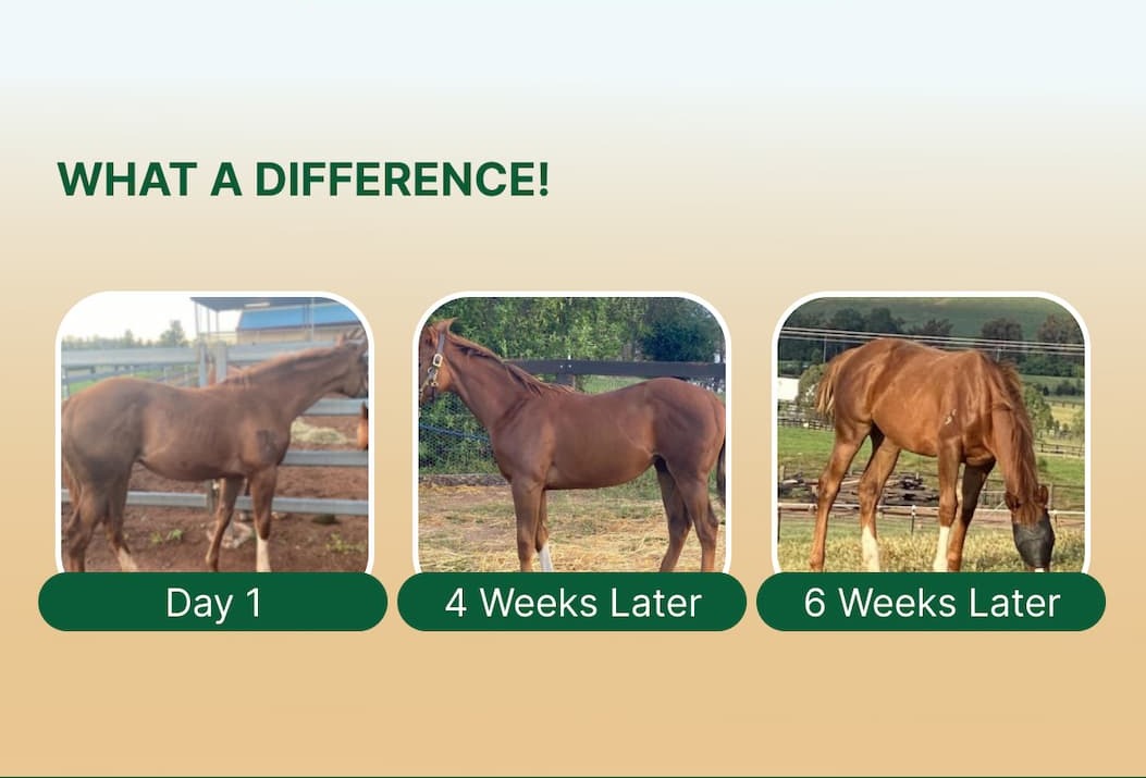 What a Difference! Day 1, 4 Weeks Later, 6 Weeks Later.