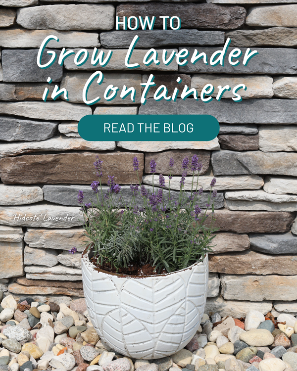 How To Grow Lavender In Containers 💜 Great Garden Plants