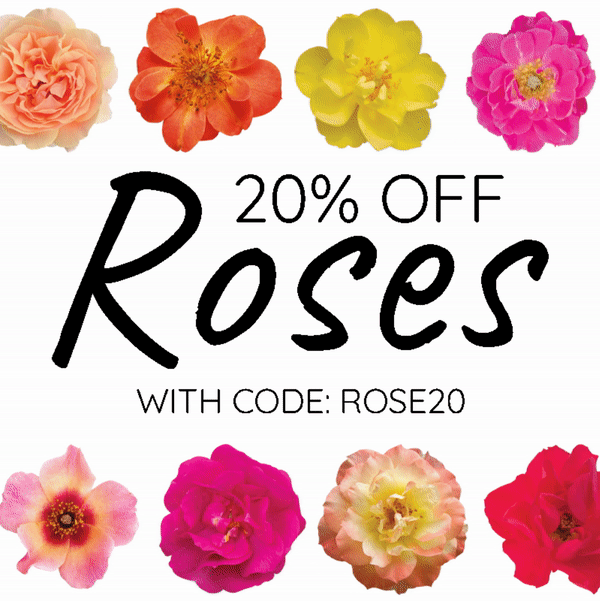 🌹 Everything's Coming Up Roses Great Garden Plants