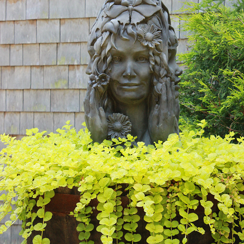 Cover your ground Great Garden Plants