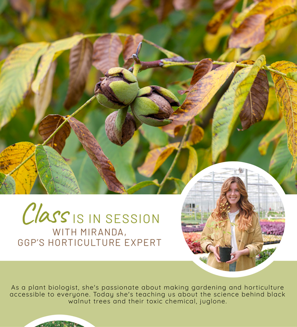 What Plants Are Sensitive To Juglone at Harold Cormier blog