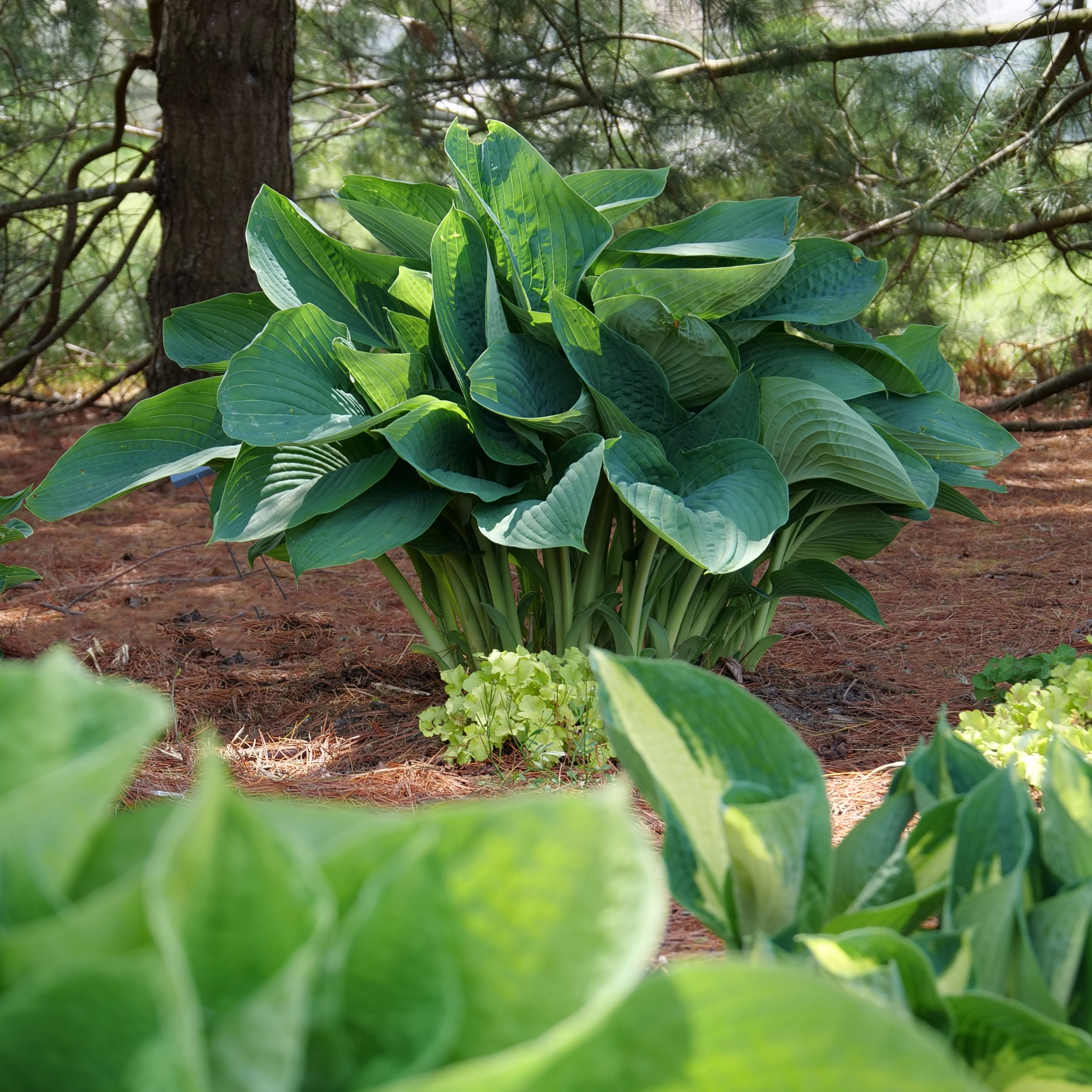 How do you grow the best hostas? Great Garden Plants