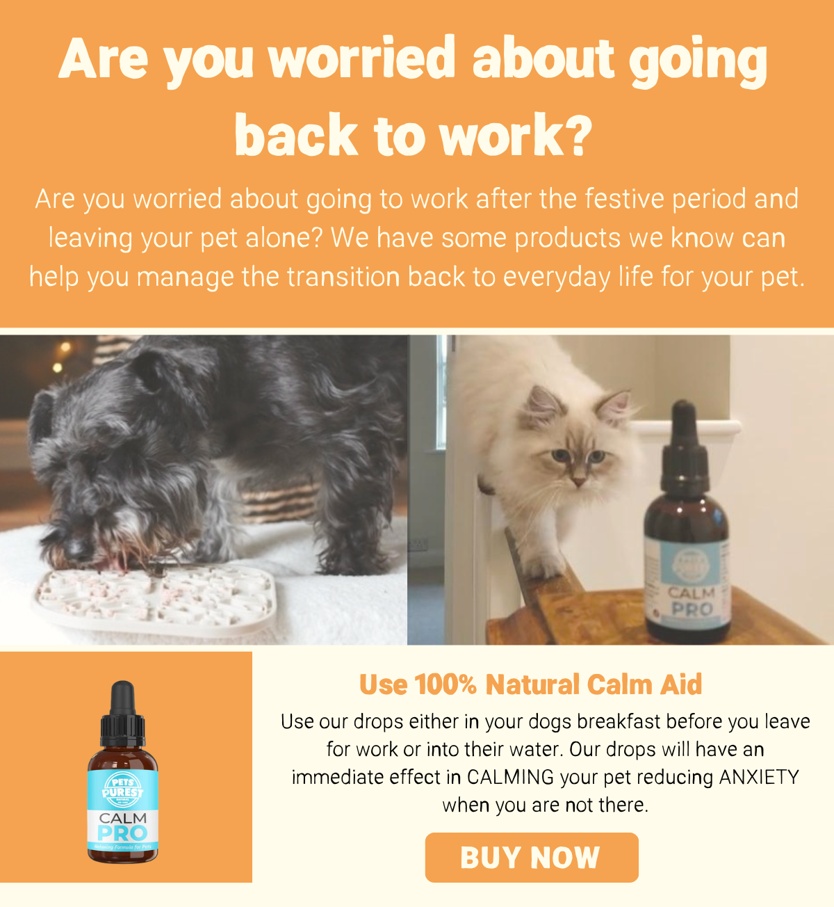 Should You Leave Water Out For Your Dog