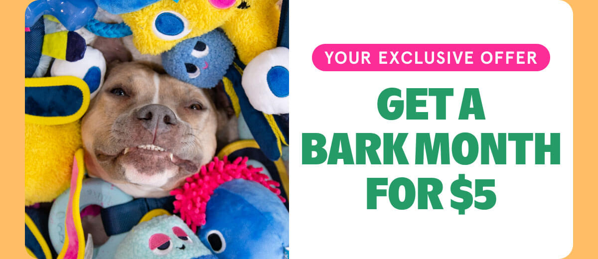 GET A BARK MONTH FOR $5