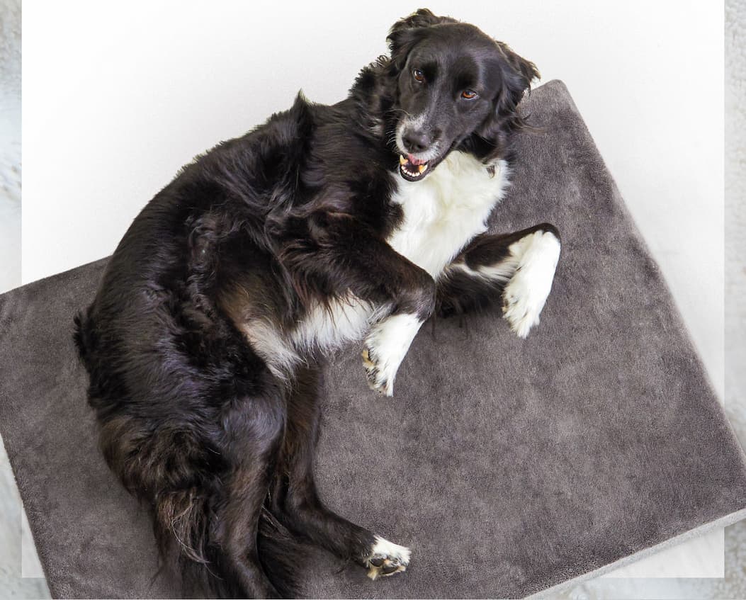Free Dog Bed