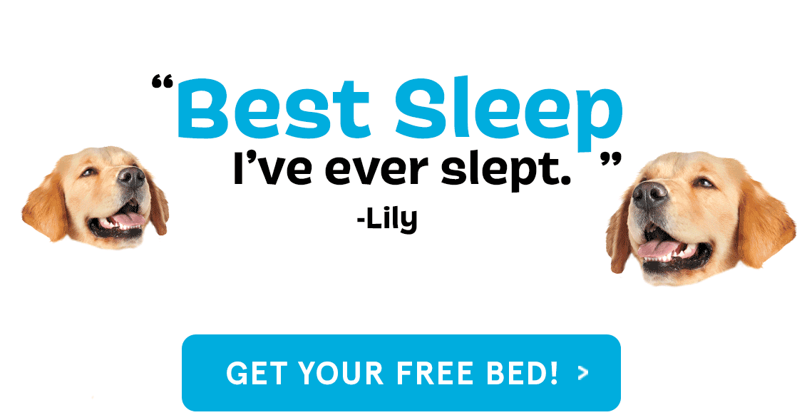 Free Dog Bed