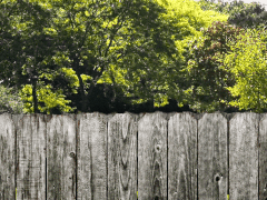 Animated GIF of of a woman popping her head up from behind a wooden fence and looking around side to side but she has giant googly eyes over her glasses that roll around.