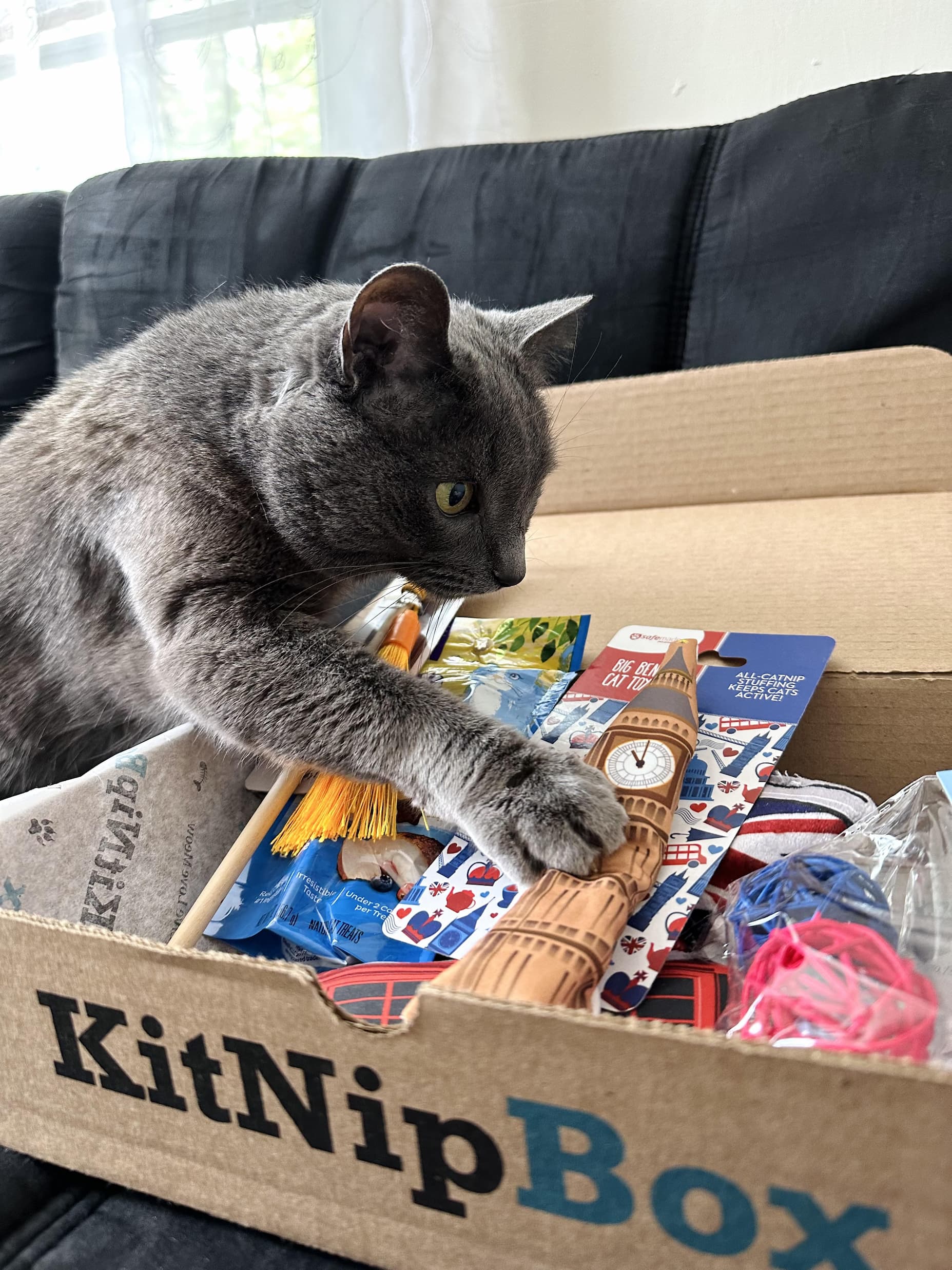 Where Doyou Put All Your Cats Toys: Clever Storage Ideas