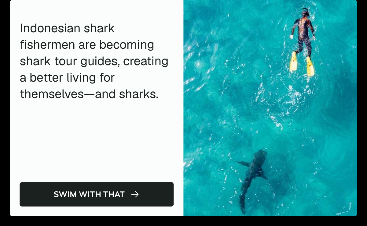 Shark Fisherman Becoming Tour Guides