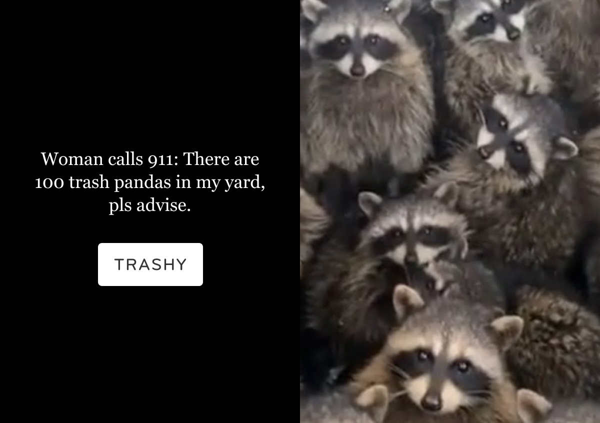Trash pandas