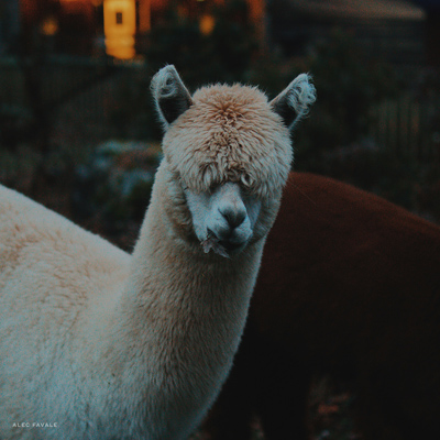 Guided tour at Seven Stars Alpaca Ranch