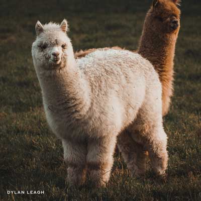 Alpaca