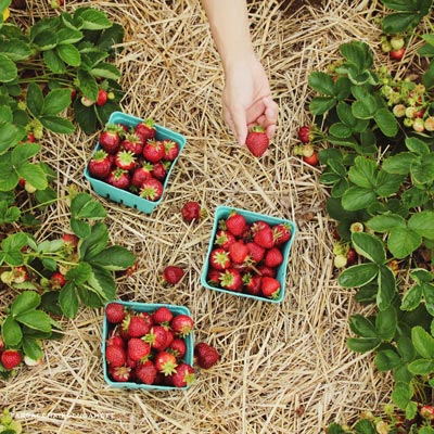 strawberries at Brookford Farm