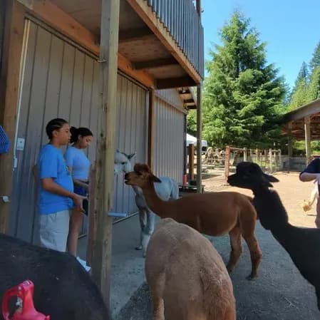 Llama farm review