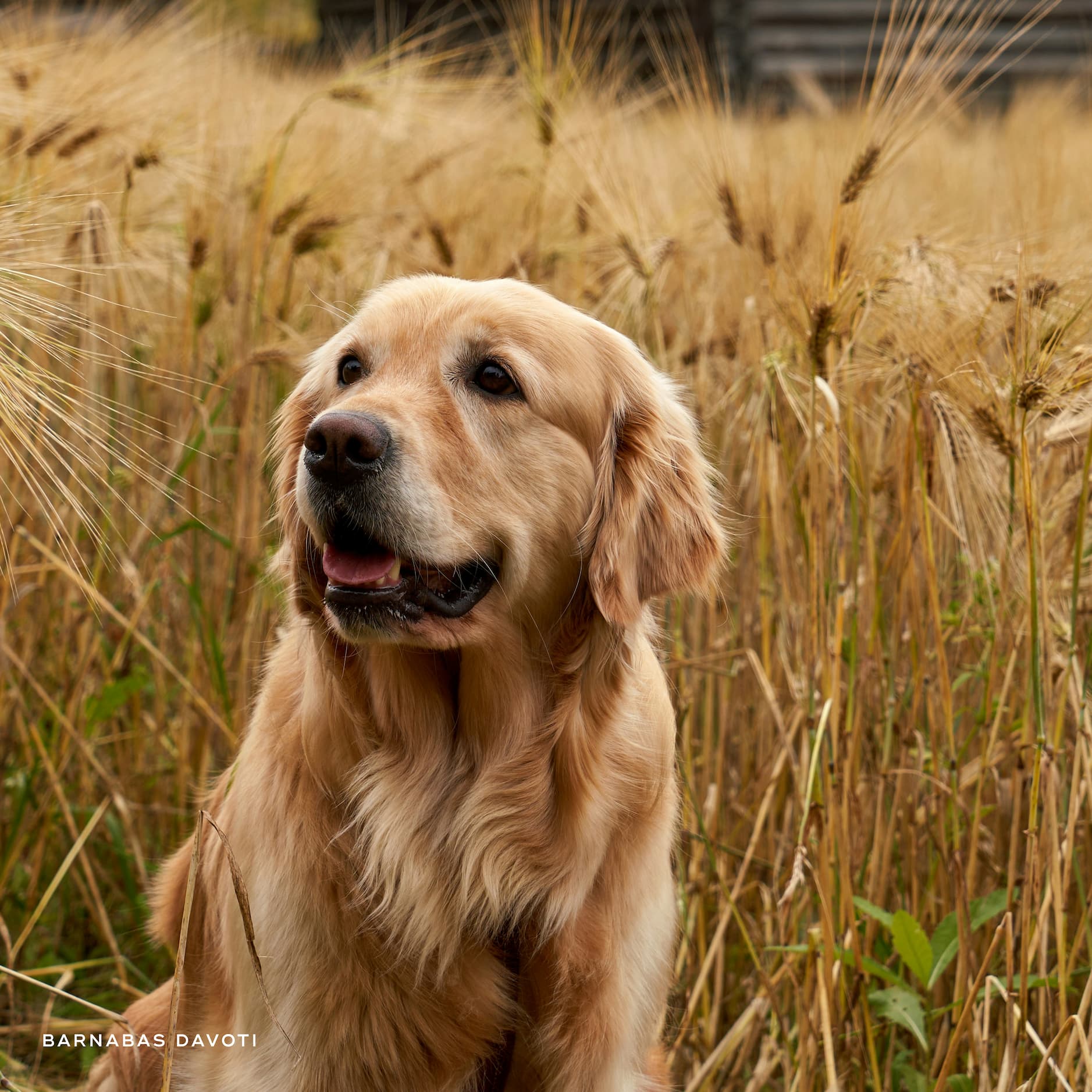 Golden retrievers at the Golden Retriever Experience