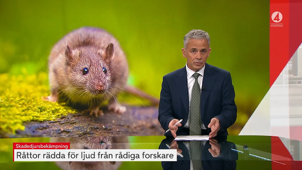 TV4-reportage om bekämpning av råttor med ljudteknik
