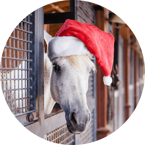 horse with Christmas hat
