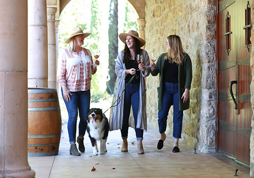 dog at Matanzas Creek Winery