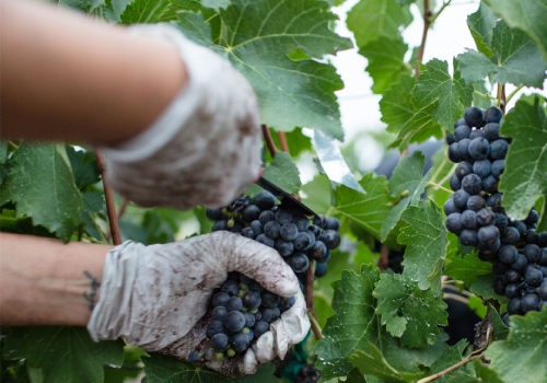 cutting bunches of grapes