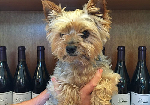 dog in the vineyards