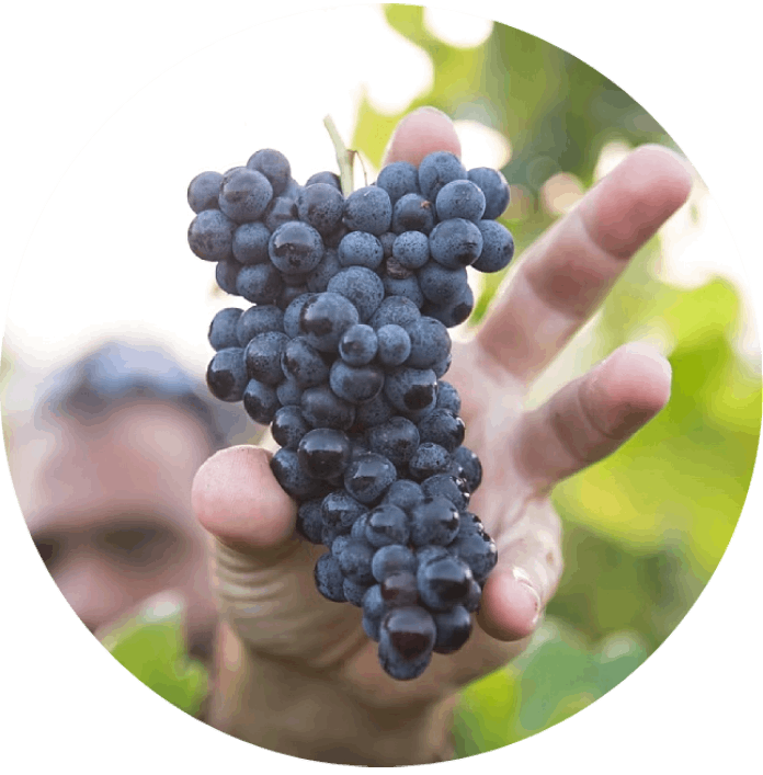 Picking grapes